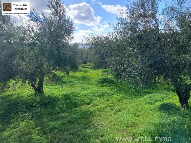 KALIVIA Kreta, Kalivaia Olivenhain 55 Bäume Ein persönlicher Rückzugsort inmitten der Natur Grundstück kaufen
